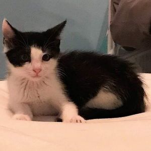 Meet your Posher, Abby